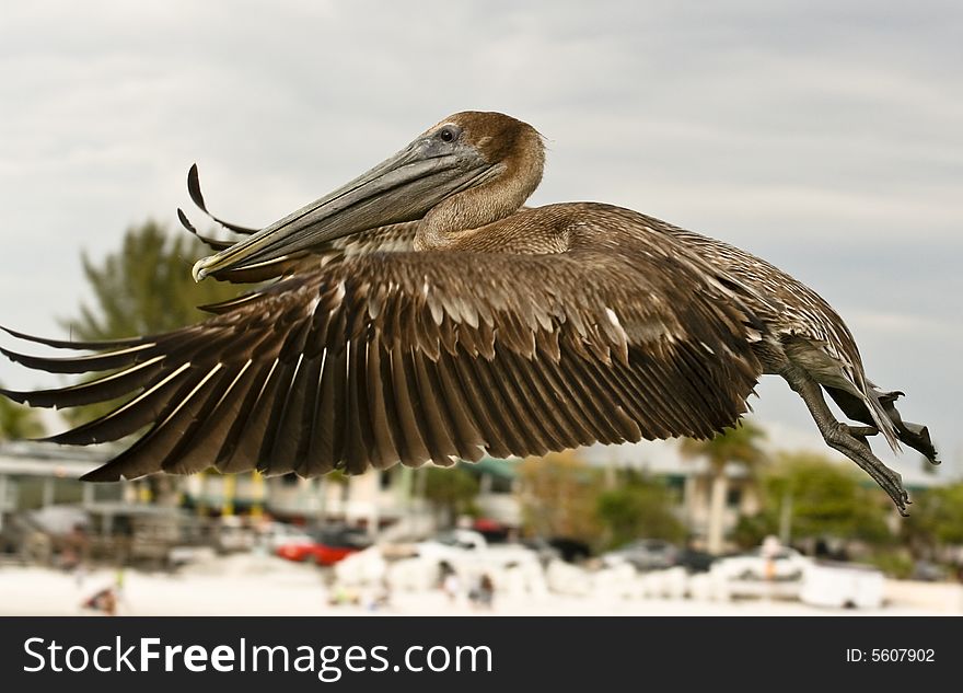 A pelican is any of several very large water birds with a distinctive pouch under the beak belonging to the bird family Pelecanidae. A pelican is any of several very large water birds with a distinctive pouch under the beak belonging to the bird family Pelecanidae