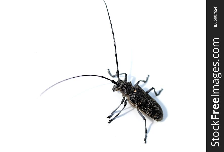 Black bug with long antenna. Black bug with long antenna
