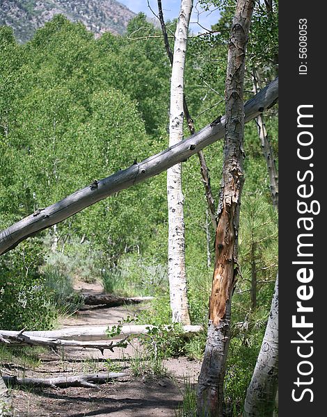 Scenic trail leading the way through birch trees