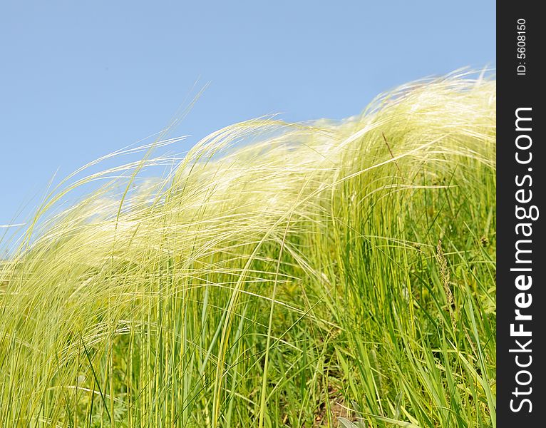 Grass on a background of the light-blue sky. Grass on a background of the light-blue sky