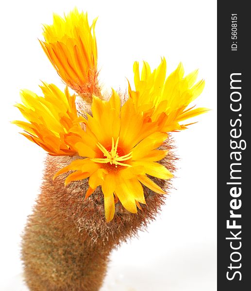 Prickly plant with yellow flowers. Prickly plant with yellow flowers