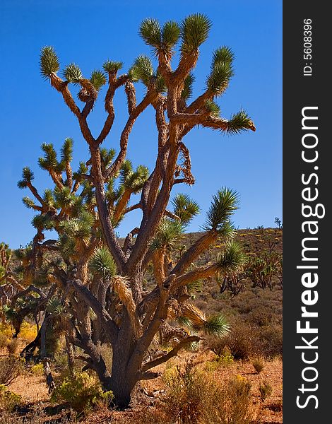 Unique Jesus Tree in Red Desert. Unique Jesus Tree in Red Desert