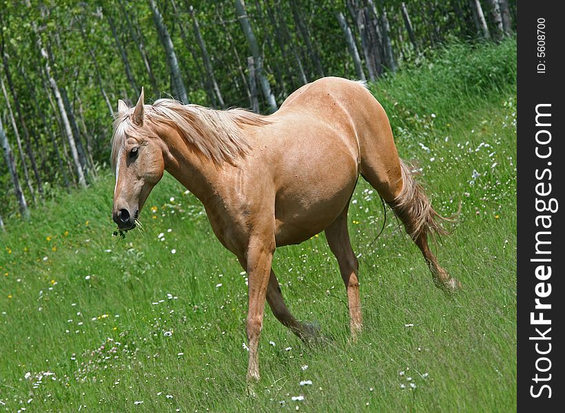 Cream Colored Horse In Field