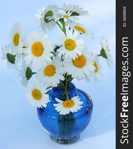 Bouquet of white daisies on table