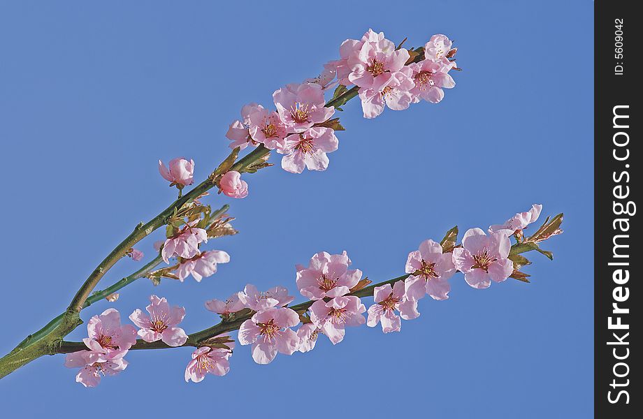 Branch with pink flowers in blue. Branch with pink flowers in blue