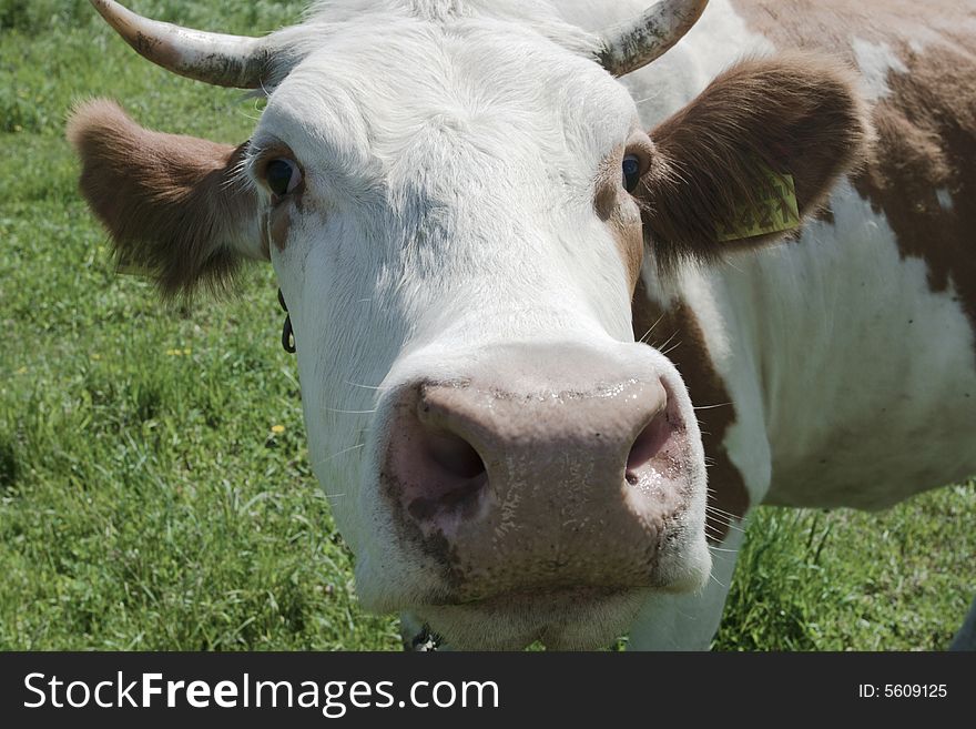 Cow wants you to sniff