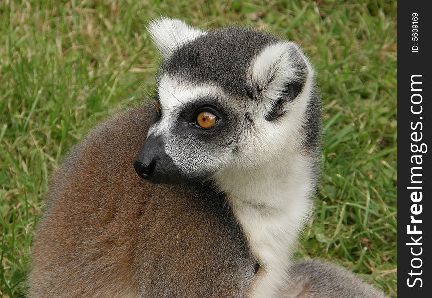 Photo of lemur taken in ZOO (Pilsen, Czech Republic)