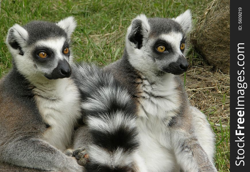 Photo of lemurs taken in ZOO (Pilsen, Czech Republic). Photo of lemurs taken in ZOO (Pilsen, Czech Republic)