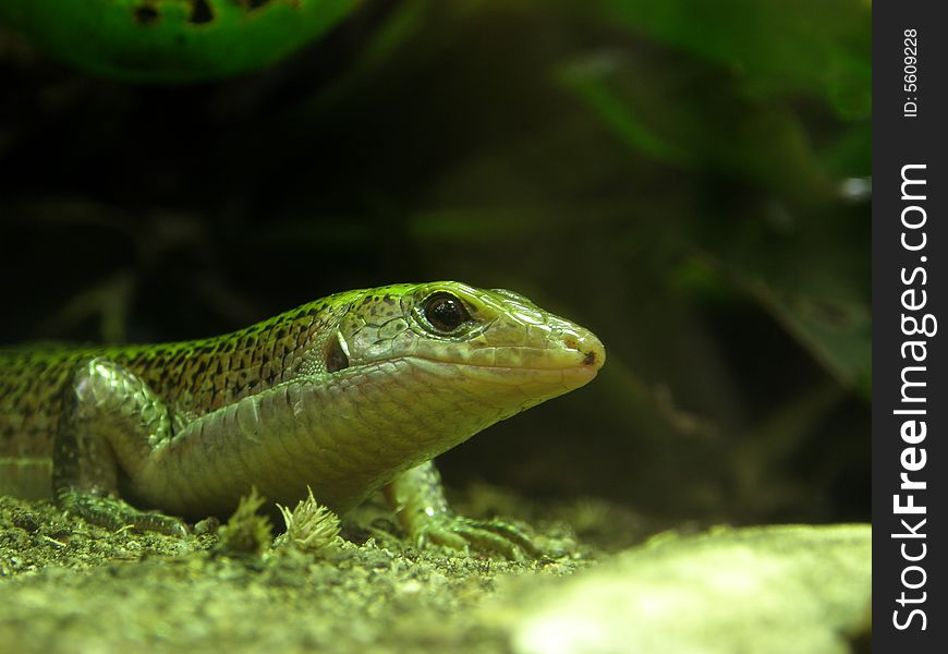 Photo of lizard taken in ZOO (Pilsen, Czech Republic)