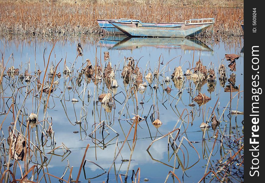 Lotus And Boats