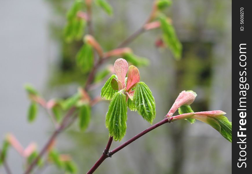 Green tree in spring time