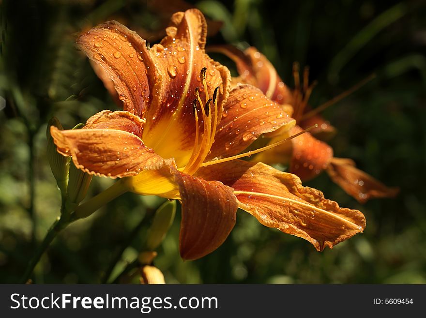Flower lily of sfotografironan on nature