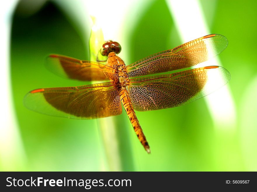 Red dragonfly on the green leaf