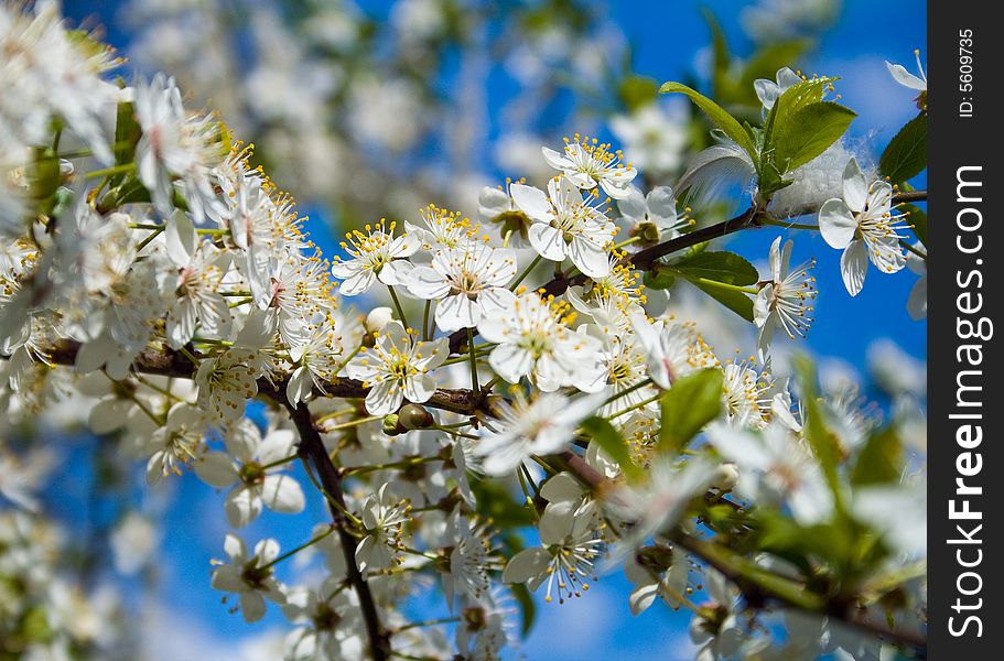 Apple tree blossom