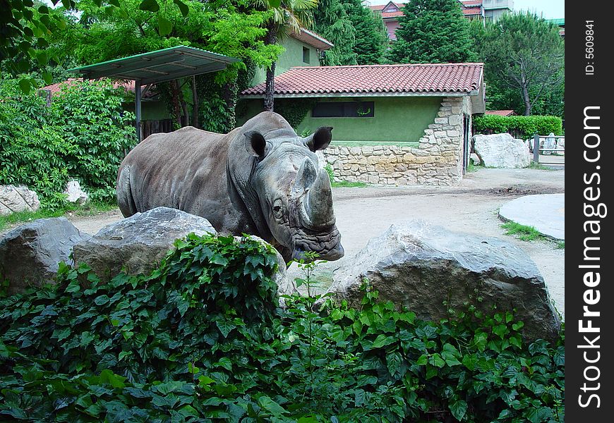 A rhinoceros takes a look around in a park. A rhinoceros takes a look around in a park