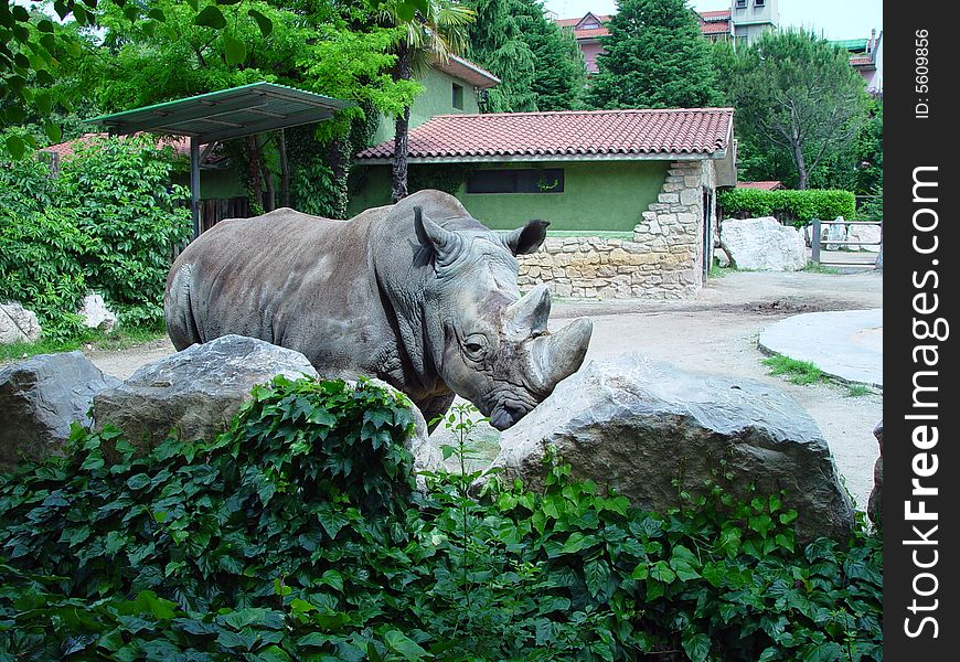 A rhinoceros takes a look around in a park. A rhinoceros takes a look around in a park