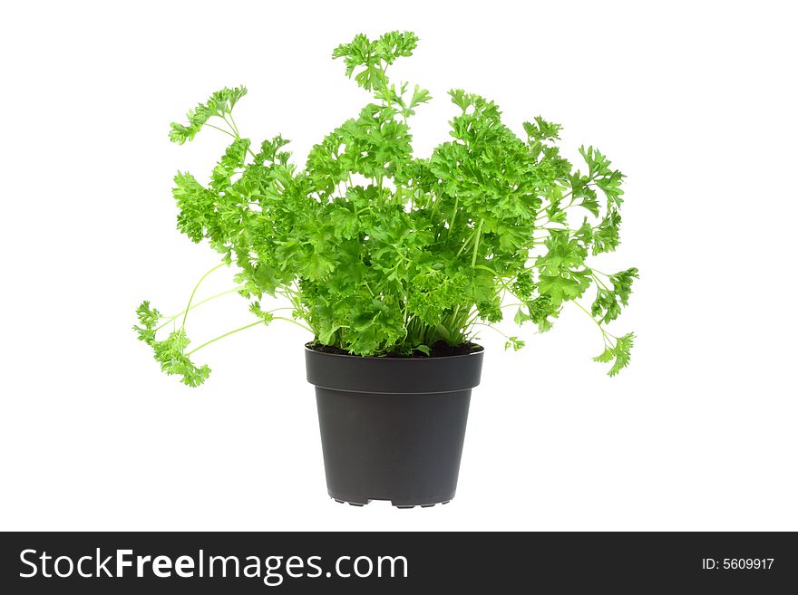 Flowerpot with parsley on a white background. Flowerpot with parsley on a white background.