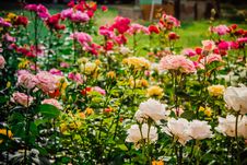 Bright Flower-bed Of Multicolored Roses Royalty Free Stock Photo Bright Flower-bed Of Multicolored Roses Royalty Free Stock Photo