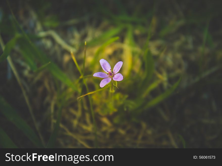 pink small Erodium cicutarium on a black background on the center of the frame