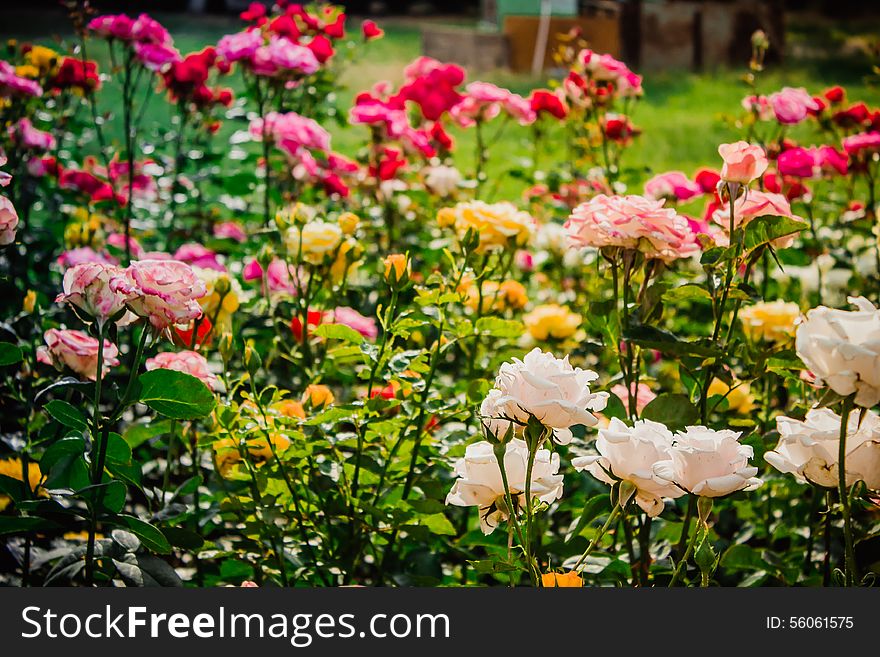 Bright flower-bed of multicolored roses