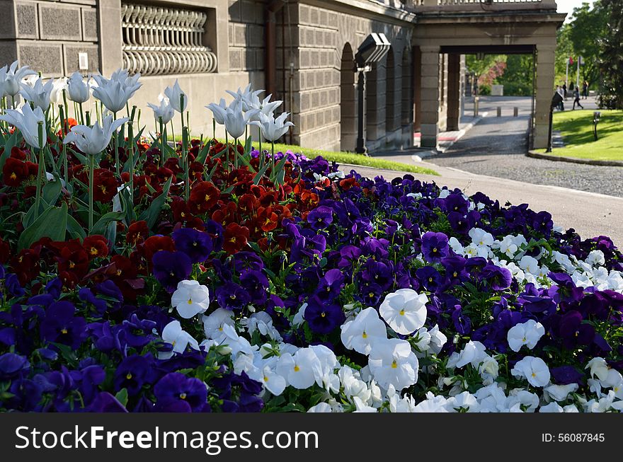 Flowers in a park next to the buillding, Flowers are purple, red and white