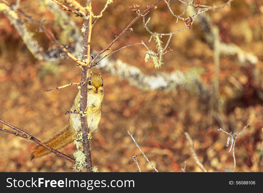 Climb on the branch of lovely little squirrel. Climb on the branch of lovely little squirrel