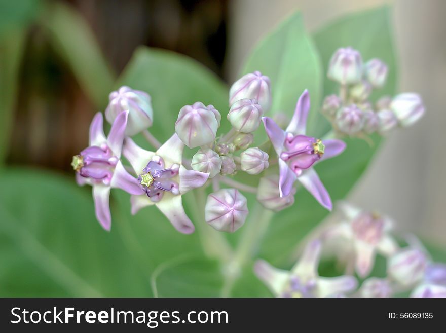 Purple crown flower blooming