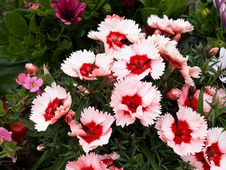 Beautiful Blooming Carnation Flowers Royalty Free Stock Photo