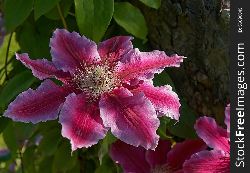 Vibrant pink Clematis close up