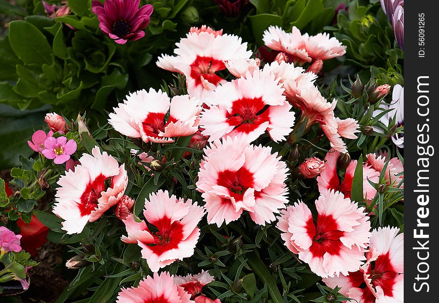 Beautiful blooming pink, red and white Carnation flowers in a garden. Beautiful blooming pink, red and white Carnation flowers in a garden