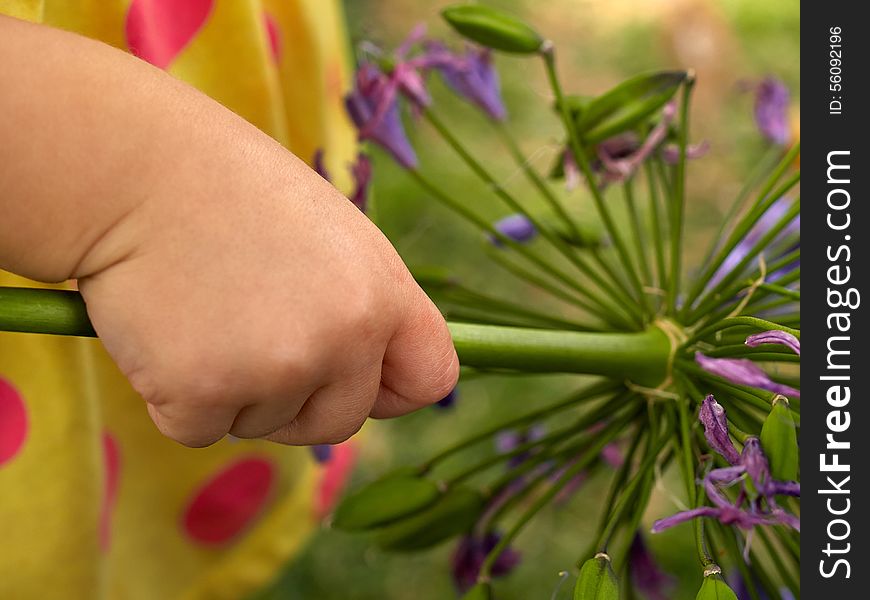 Lovely infant baby hand holding a flower