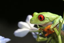 Red Eyed Tree Frog Royalty Free Stock Photo Red Eyed Tree Frog Royalty Free Stock Photo