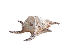 Sea Bowl Royalty Free Stock Image Sea Bowl Royalty Free Stock Image