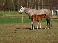 Horse With A Foal Stock Images Horse With A Foal Stock Images