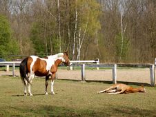 Horse With A Foal Stock Photo Horse With A Foal Stock Photo