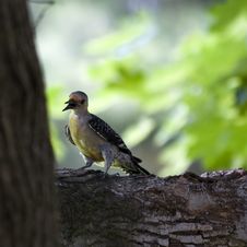 Red-Bellied Woodpecker Royalty Free Stock Photos Red-Bellied Woodpecker Royalty Free Stock Photos