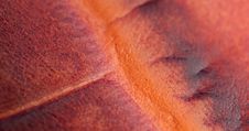 Leather Royalty Free Stock Image