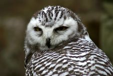 Majestic Spotted Owl Royalty Free Stock Image Majestic Spotted Owl Royalty Free Stock Image