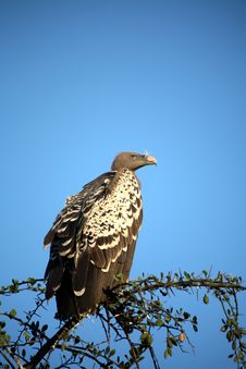 Vulture In A Tree Royalty Free Stock Photo Vulture In A Tree Royalty Free Stock Photo
