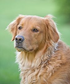 Golden Retriever Royalty Free Stock Image Golden Retriever Royalty Free Stock Image