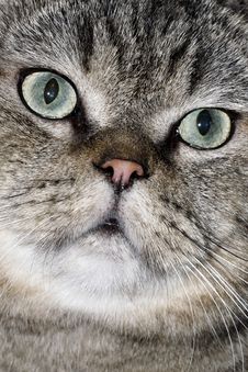 Lovely Face Of The Cat Royalty Free Stock Photo