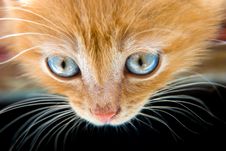 Red Kitten Royalty Free Stock Photo Red Kitten Royalty Free Stock Photo