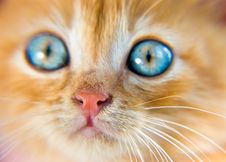 Red Kitten Royalty Free Stock Photography Red Kitten Royalty Free Stock Photography
