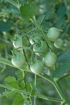 Green Tomatoes On The Vine Royalty Free Stock Photography Green Tomatoes On The Vine Royalty Free Stock Photography