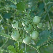 Green Tomatoes On The Vine Stock Photography Green Tomatoes On The Vine Stock Photography