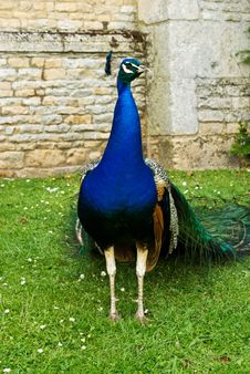 Peacock Pride Royalty Free Stock Photography