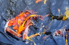 Feeding Koi Fish Royalty Free Stock Images Feeding Koi Fish Royalty Free Stock Images