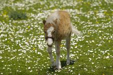 Foal Royalty Free Stock Image