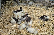 Baby Ducks On A Farm Stock Images