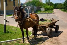 Horse-drawn Vehicle In Rural Area Stock Photography